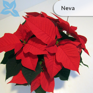 Poinsettien 2013 005