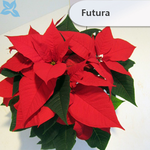 Poinsettien 2013 009