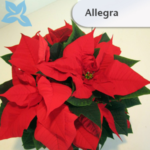 Poinsettien 2013 012