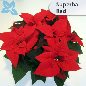 Poinsettien Neue Sorten 006