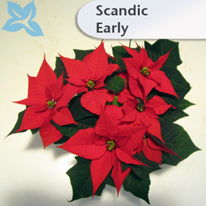 Poinsettien Standard 003