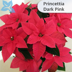 Princettia Dark Pink 002