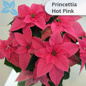 Princettia Hot Pink 002