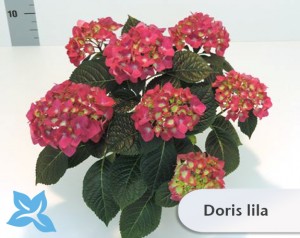 Doris_lila