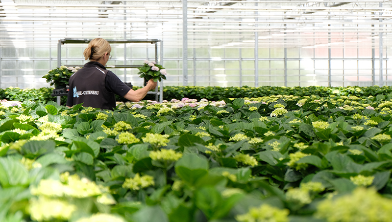 Auswahl-Hortensien_im_Gewaechsaus