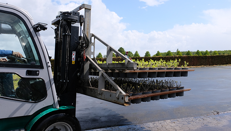 Gabelstabler_Hortensien_Jungpflanzen