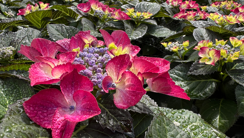 Hortensie-mit-Wassertropfen