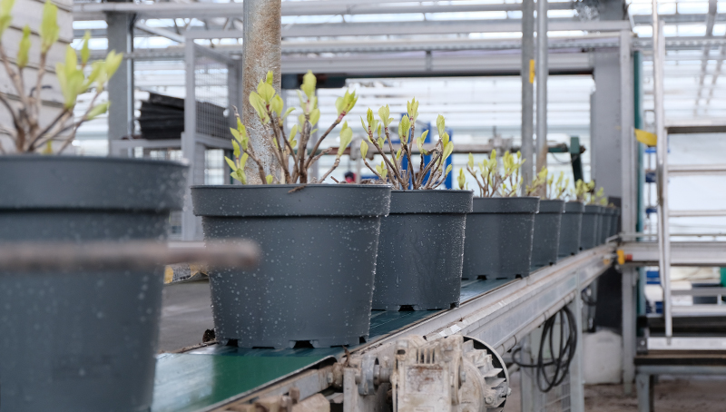 Hortensien-Foerderband